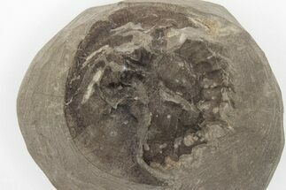 Rare, Carboniferous Horseshoe Crab (Euproops) - England #206611
