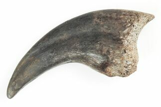 Rare, Fossil Raptor (Anzu) Hand Claw - Montana #206958