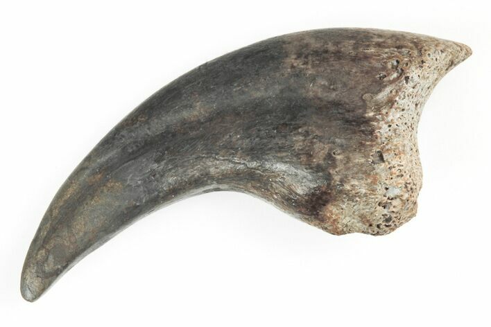 Rare, 1.28" Fossil Raptor (Anzu) Hand Claw - Montana (#206958) For Sale ...