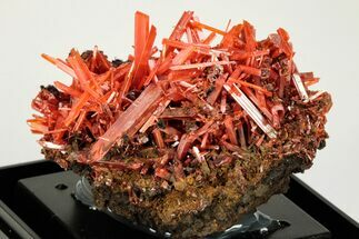 Bright Red-Orange Crocoite Crystal Cluster - Tasmania #206961