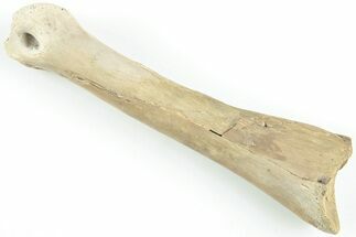 Theropod (Raptor) Finger Bone - Montana #207047