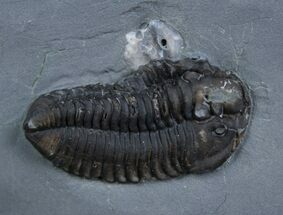 Large Inch New York Calymene Trilobite #2143