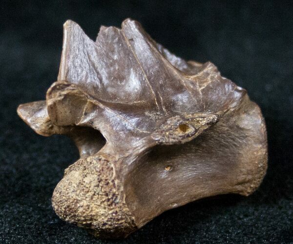 Large Cretaceous Lizard Vertebrae - Hell Creek Formation (#12805) For ...