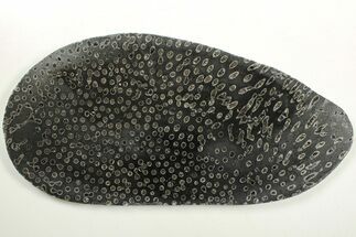 Polished Fossil Coral (Lithostrotion) - England #207089