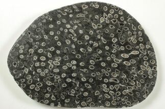 Polished Fossil Coral (Lithostrotion) - England #207090