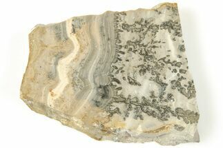 Triassic Aged Stromatolite Fossil - England #207058