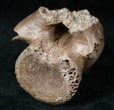 Unidentified Theropod Caudal Vertebrae #12810