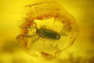 Detailed Fossil Beetle (Coleoptera) in Baltic Amber #207492