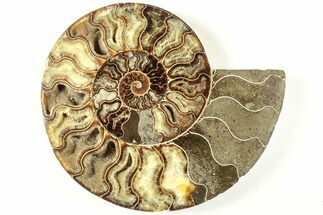 Cut & Polished Ammonite Fossil (Half) - Madagascar #207442