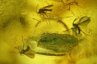 Fossil Fly Swarm (Diptera) and a Beetle (Coleoptera) In Baltic Amber #207507