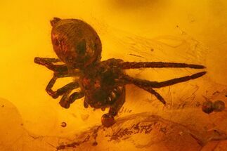 Fossil Spider (Araneae) in Baltic Amber #207509