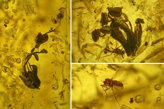 Fossil Oak Flowers (Quercus) & Flies (Diptera) In Baltic Amber #207511