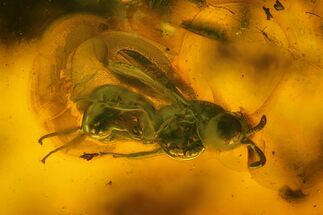 Fossil Wasp (Hymenoptera) In Baltic Amber #207529