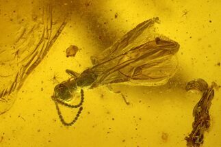 Fossil Fly (Diptera) In Baltic Amber #207537
