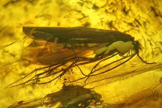 Fossil Caddisfly (Trichoptera) and Fly (Diptera) in Baltic Amber #207548
