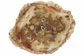 Petrified Wood (Araucaria) Round - Madagascar #207330