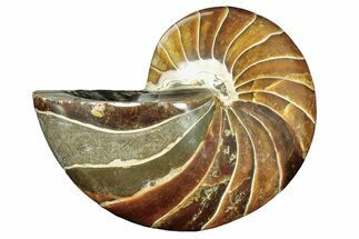 Polished Fossil Nautilus - Madagascar #207420