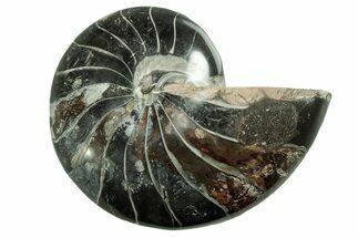 Polished Fossil Nautilus - Black Preservation #207421