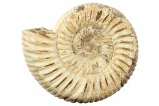 / Polished Perisphinctes Ammonite Fossils - Madagascar #207707