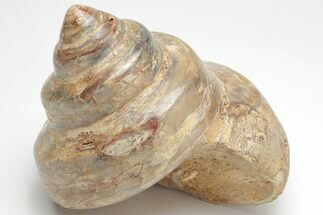 Polished Fossil Gastropod (Pleurotomaria) - Madagascar #207539