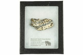 Mammoth Molar Slice with Case - South Carolina #207570