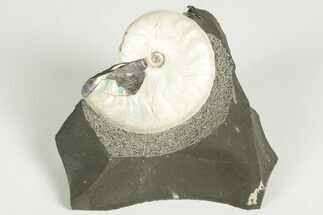Iridescent Ammonite (Aconeceras) Fossil - Russia #207457