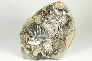 Iridescent Ammonite (Deshayesites & Aconeceras) Cluster - Russia #207463