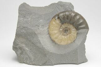 Jurassic Ammonite (Asteroceras) Fossil - Dorset, England #206499