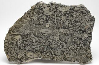 Fossil Crinoid Stems In Limestone Slab #206826