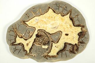 Polished Septarian Slab with Ammonite Fossil - Utah #207833