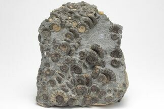 Polished Ammonite (Promicroceras) Cluster - Marston Magna #207732
