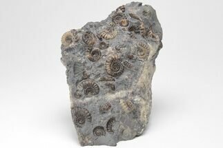 Ammonite (Promicroceras) Cluster - Marston Magna, England #207737