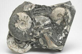 Jurassic Ammonite (Kosmoceras) Cluster - England #207746