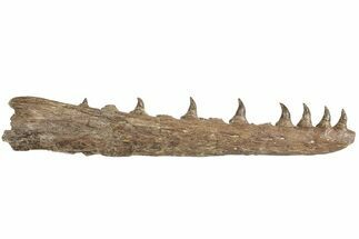 Fossil Mosasaur (Platecarpus) Lower Jaw - Kansas #207899