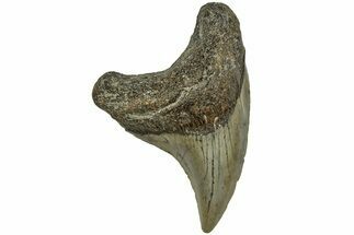 Rare, Fossil Benedini Shark Tooth - North Carolina #208094