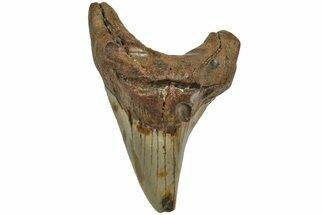 Rare, Fossil Benedini Shark Tooth - North Carolina #208096