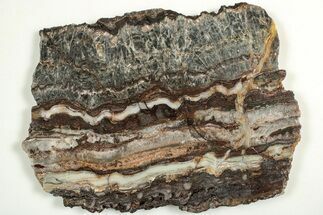 Rare North Pole Dome Stromatolite Slice - Billion Years #208074