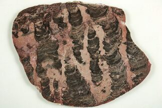Polished Linella Avis Stromatolite Slab - Million Years #208078