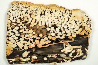 Slab of Fossilized Peanut Wood - Australia #208100