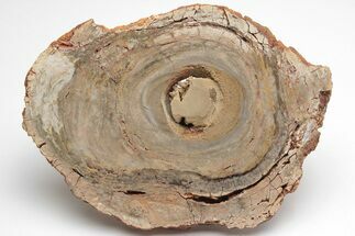 Polished, Cambrian Stromatolite (Conophyton) - Australia #208146
