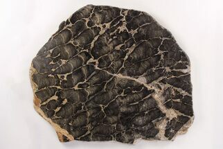 Polished Stromatolite (Boxonia) From Australia - Million Years #208174