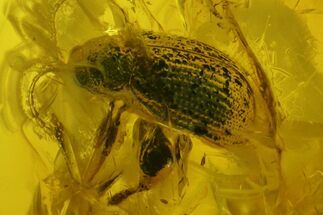 Detailed Fossil Beetle, Fly, and Mite in Baltic Amber #207525