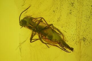 Fossil Wasp (Hymenoptera) In Baltic Amber #207524