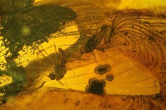 Fossil Mayfly (Ephemeroptera) and Fly (Diptera) In Baltic Amber #207498