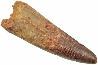 Enormous, Real Spinosaurus Tooth - Excellent Large Tooth #208400