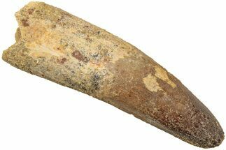 Enormous, Real Spinosaurus Tooth - Feeding Worn Tip #208422