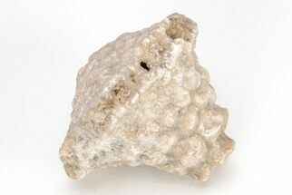 Fossil Crinoid (Eutrochocrinus) Calyx - Iowa #208306