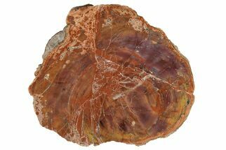 Polished, Petrified Wood (Araucarioxylon) - Arizona #207336