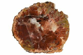 Polished, Petrified Wood (Araucarioxylon) Round - Arizona #207341