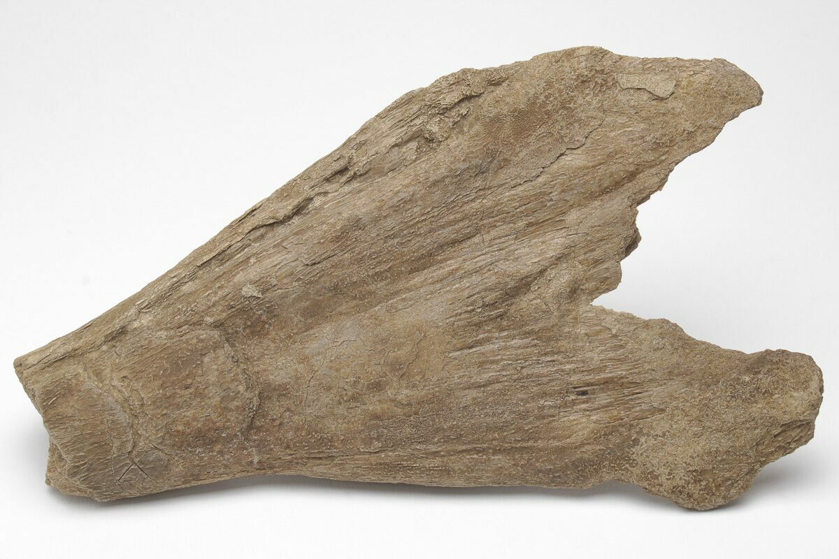 6.65" Cretaceous Swordfish (Protosphyraena) Rostrum Kansas (208357